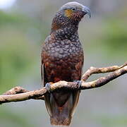 New Zealand Kaka