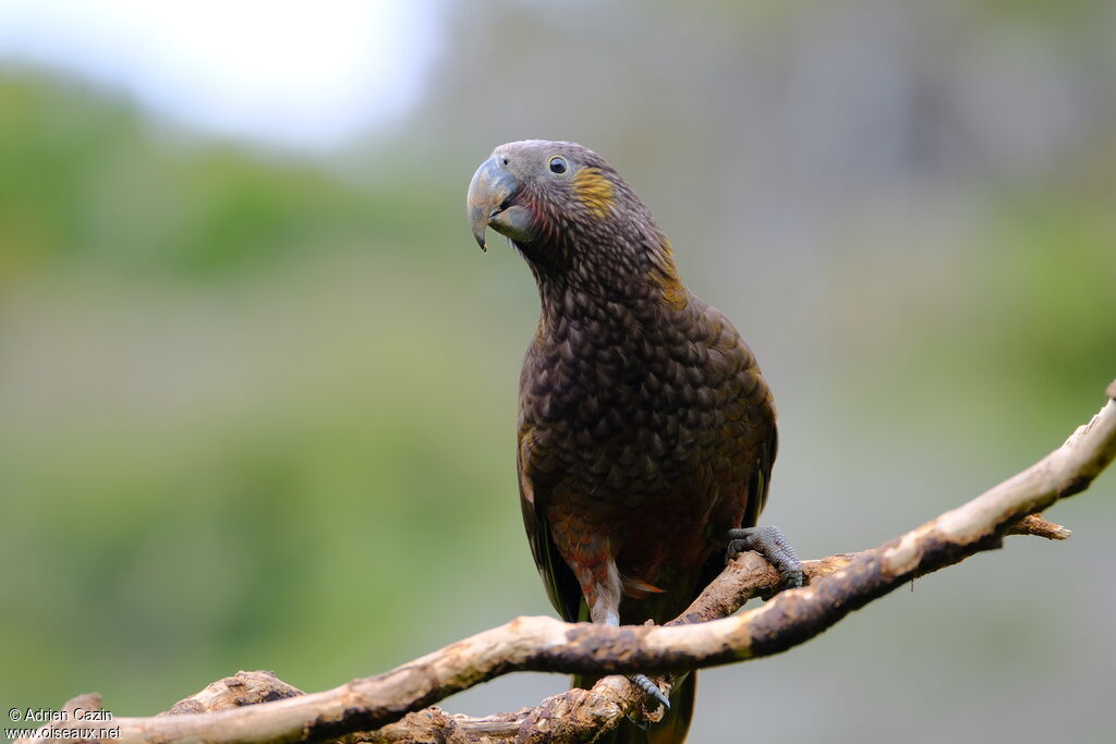 New Zealand Kakaadult, identification