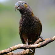 New Zealand Kaka