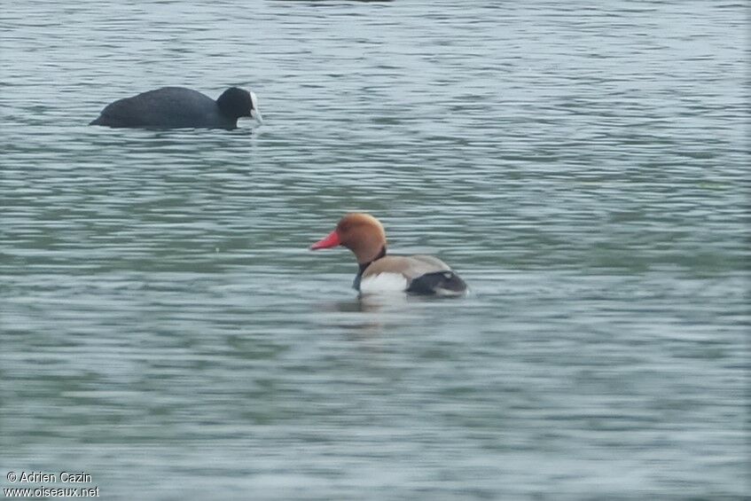 Red-crested Pochard