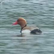 Red-crested Pochard