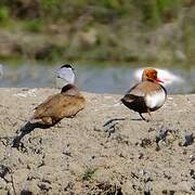 Red-crested Pochard