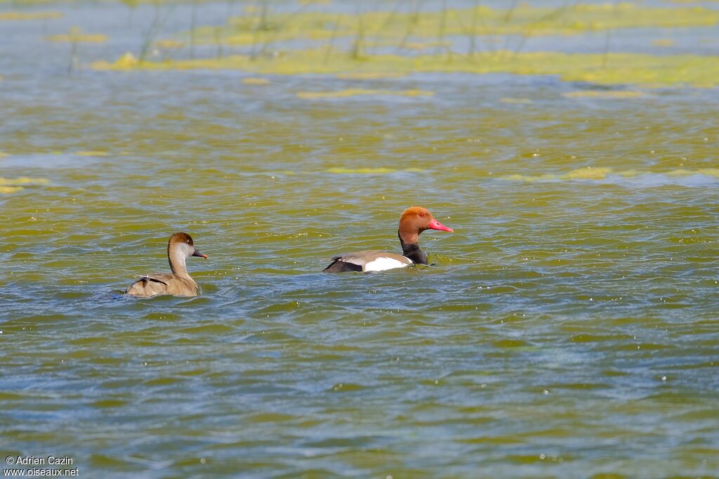 Red-crested Pochardadult breeding