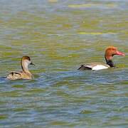 Red-crested Pochard