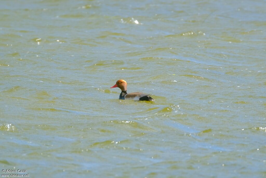 Red-crested Pochardadult breeding