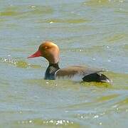 Red-crested Pochard