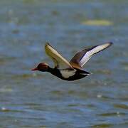 Red-crested Pochard