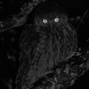 Morepork