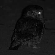 Morepork