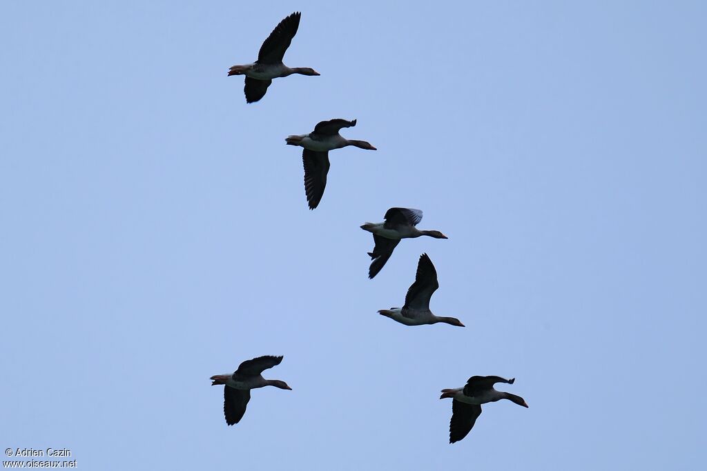 Greylag Goose, Flight