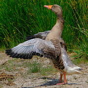 Greylag Goose