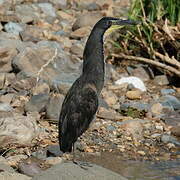 Bare-throated Tiger Heron