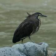 Bare-throated Tiger Heron