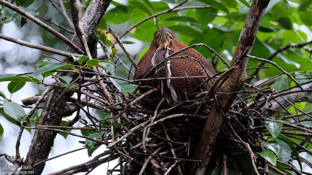 Rufescent Tiger Heronadult, Reproduction-nesting