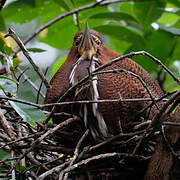 Rufescent Tiger Heron