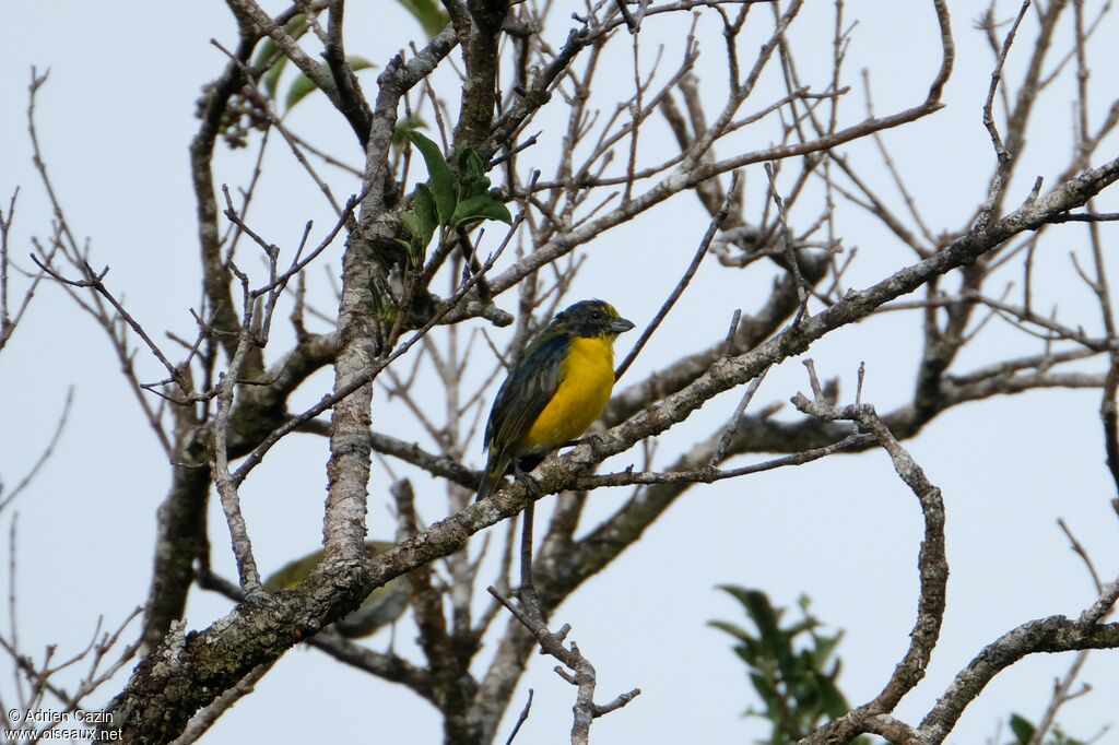 Organiste à gorge jaune mâle immature