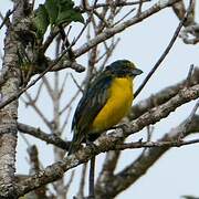 Yellow-throated Euphonia