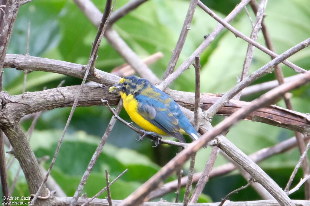 Yellow-throated Euphonia male immature