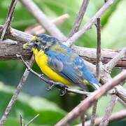 Yellow-throated Euphonia