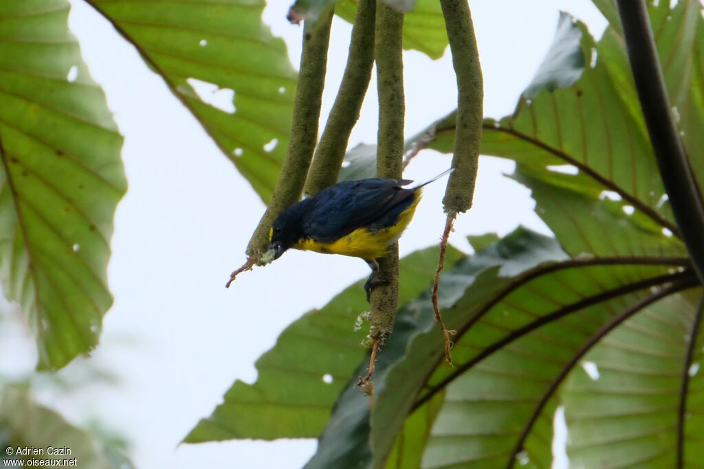 Yellow-throated Euphonia male adult