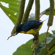 Yellow-throated Euphonia