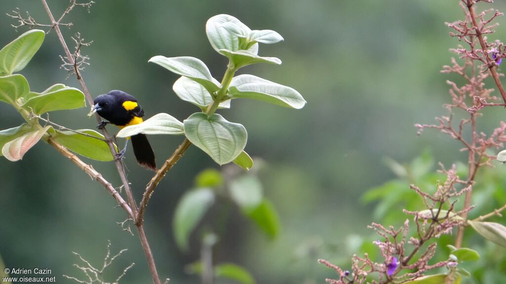 Black-cowled Oriole male adult, identification