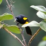 Black-cowled Oriole