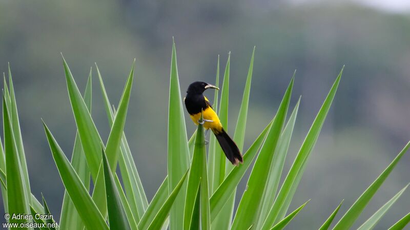 Black-cowled Oriole male adult, identification