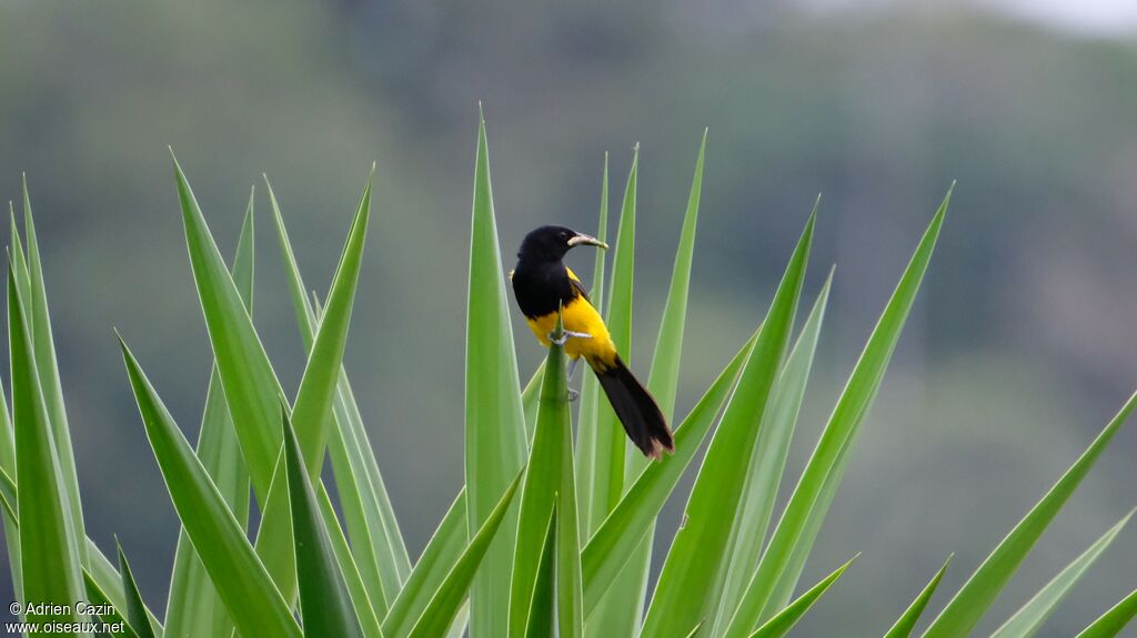 Oriole monacal mâle adulte, identification