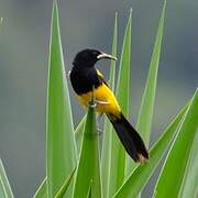 Black-cowled Oriole