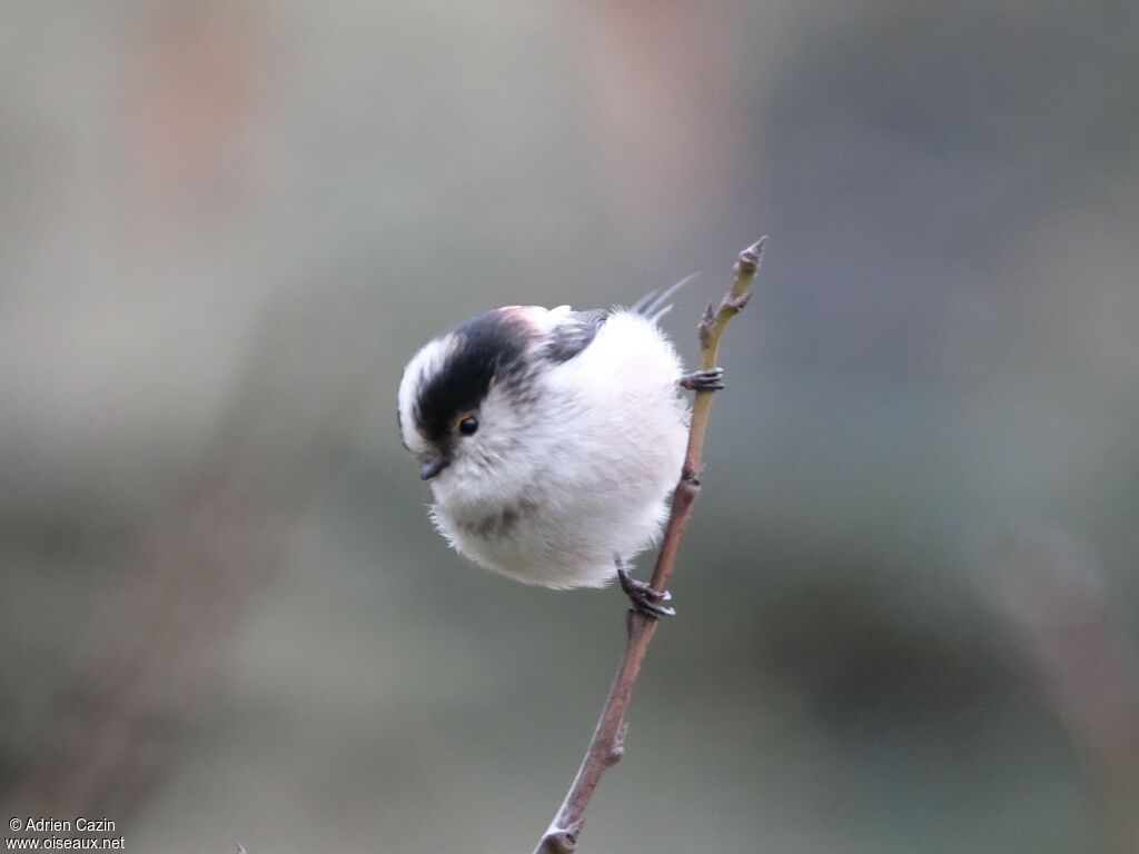 Long-tailed Tit