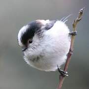 Long-tailed Tit