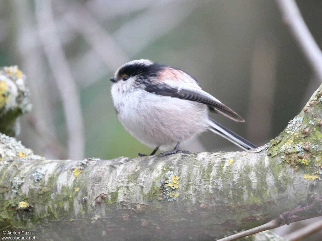 Long-tailed Tit