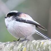 Long-tailed Tit