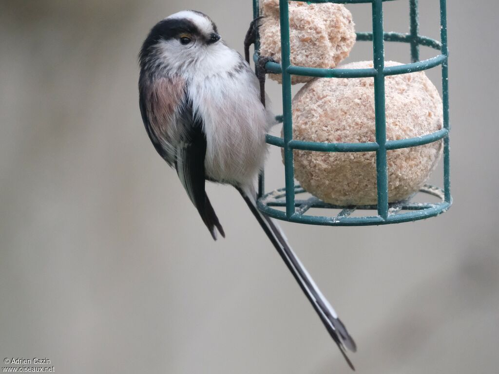 Long-tailed Tit