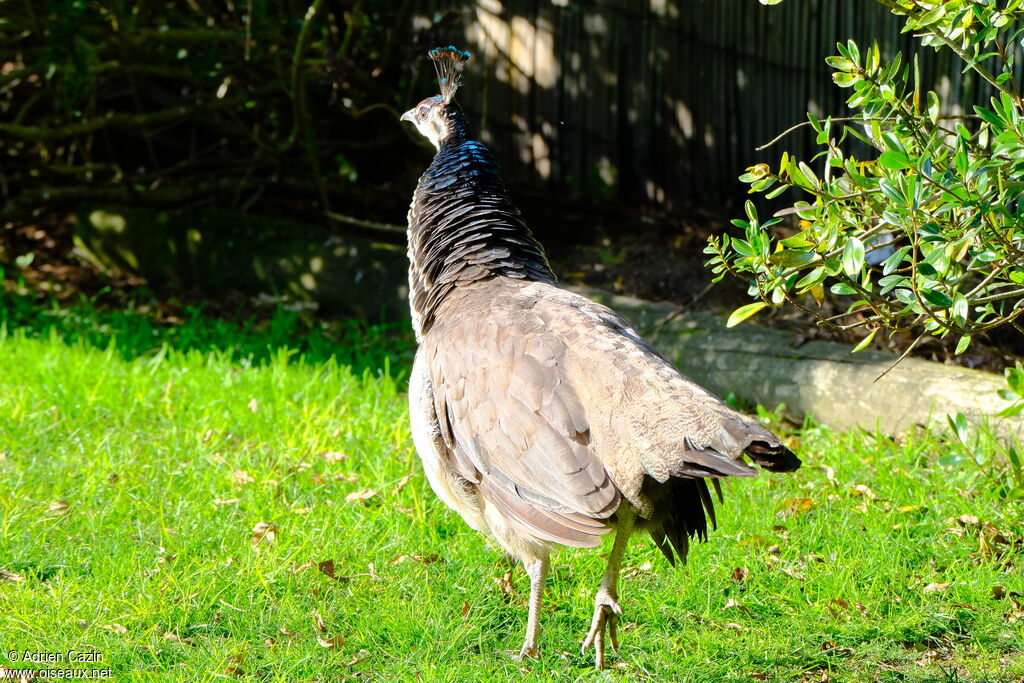 Indian Peafowl female adult