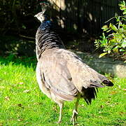 Indian Peafowl