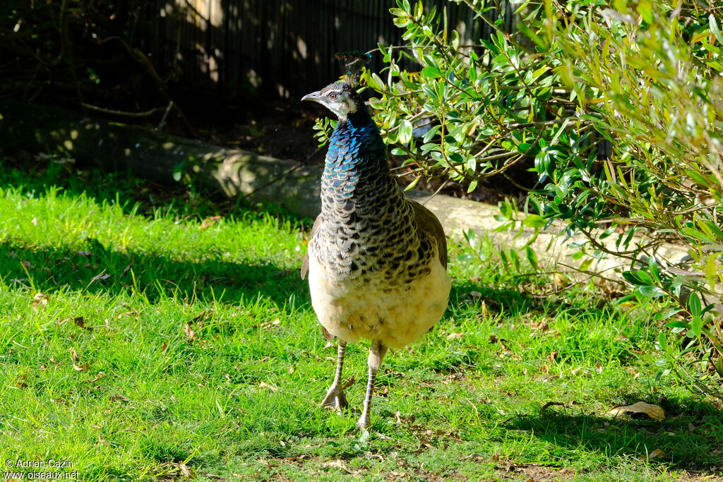 Indian Peafowl female adult