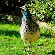 Indian Peafowl