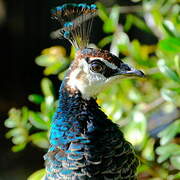 Indian Peafowl