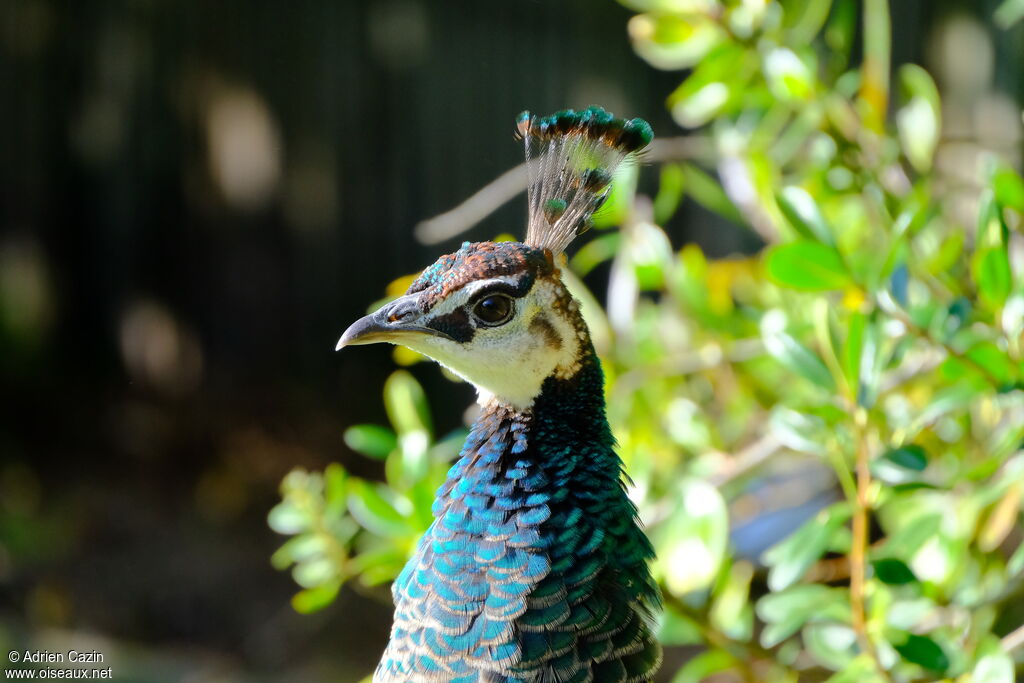 Indian Peafowl female adult, close-up portrait