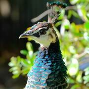 Indian Peafowl