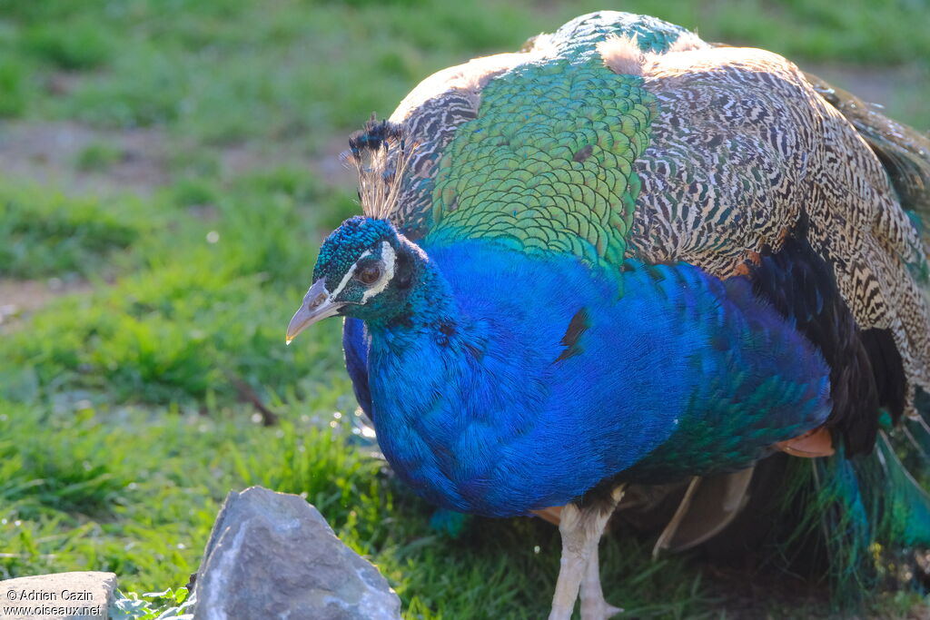 Indian Peafowl male adult