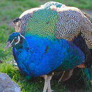 Indian Peafowl