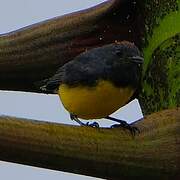 Paruline ardoisée