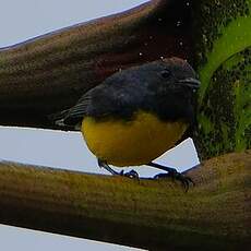 Paruline ardoisée
