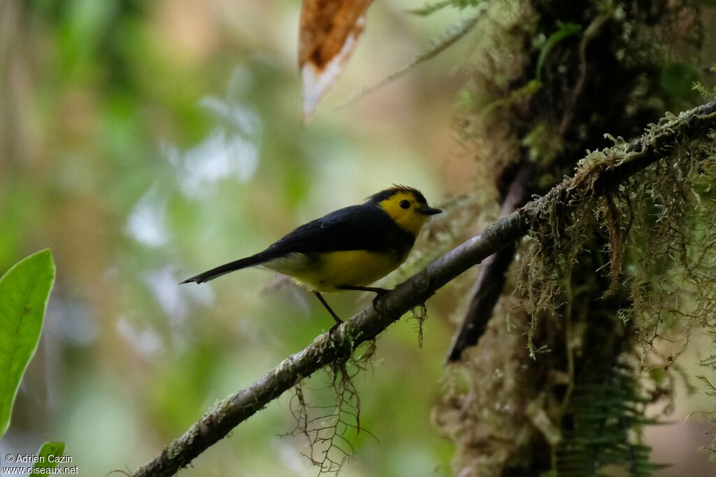 Paruline ceinturéeadulte, identification