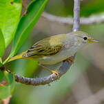 Paruline des mangroves
