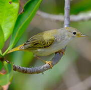 Paruline des mangroves