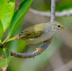 Paruline des mangroves